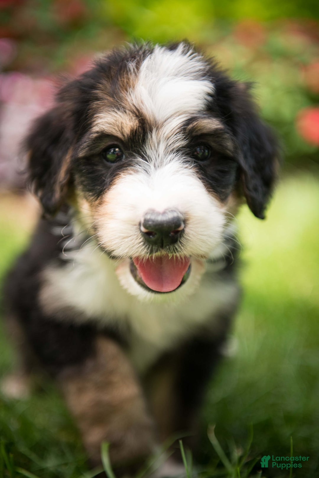 Bernedoodle dogs for sale: Bubbles - Image 8