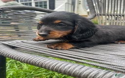 Dachshund dogs for sale: Fiona - Image 3