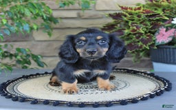 Miniature Dachshund dogs for sale: Liam - Image 4