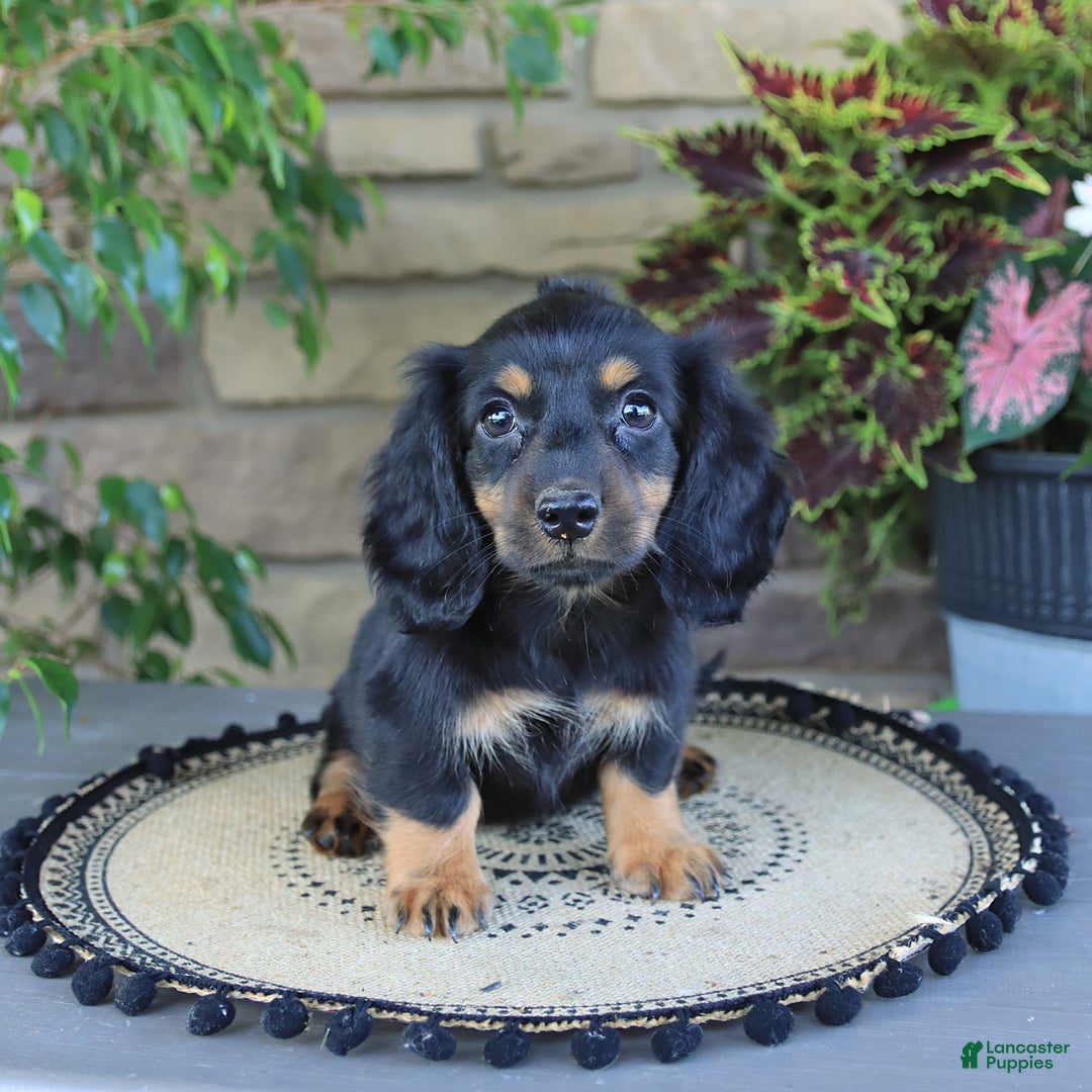 Miniature Dachshund dogs for sale: Liam - Image 4