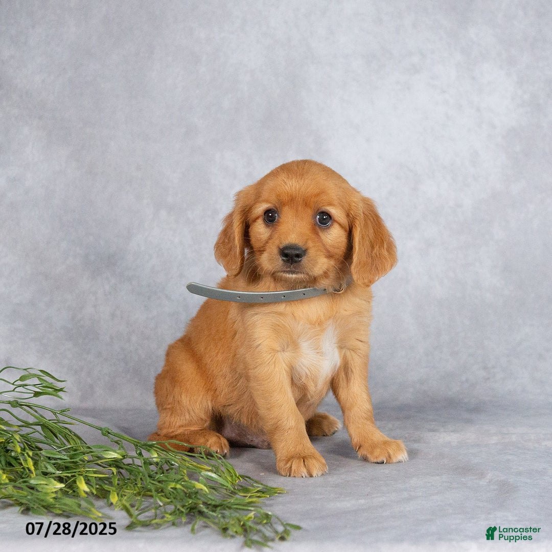 Miniature Golden Retriever dogs for sale: Albert - Image 3