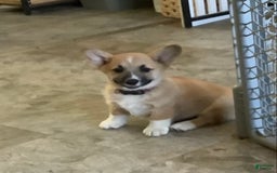 Welsh Corgi Pembroke dogs for sale: Indigo - Image 2