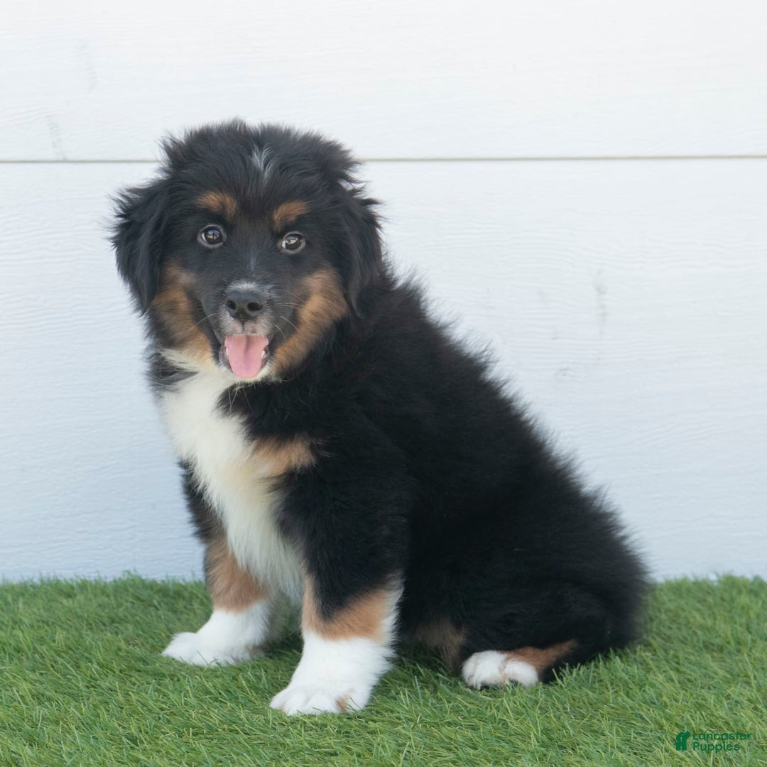 Australian Shepherd dogs for sale: Oscar - Image 14