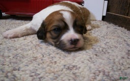 Cavachon dogs for sale: Boots - Image 3