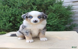 Miniature Australian Shepherd dogs for sale: Miniature Australian Shepherd 8 puppies - Image 21