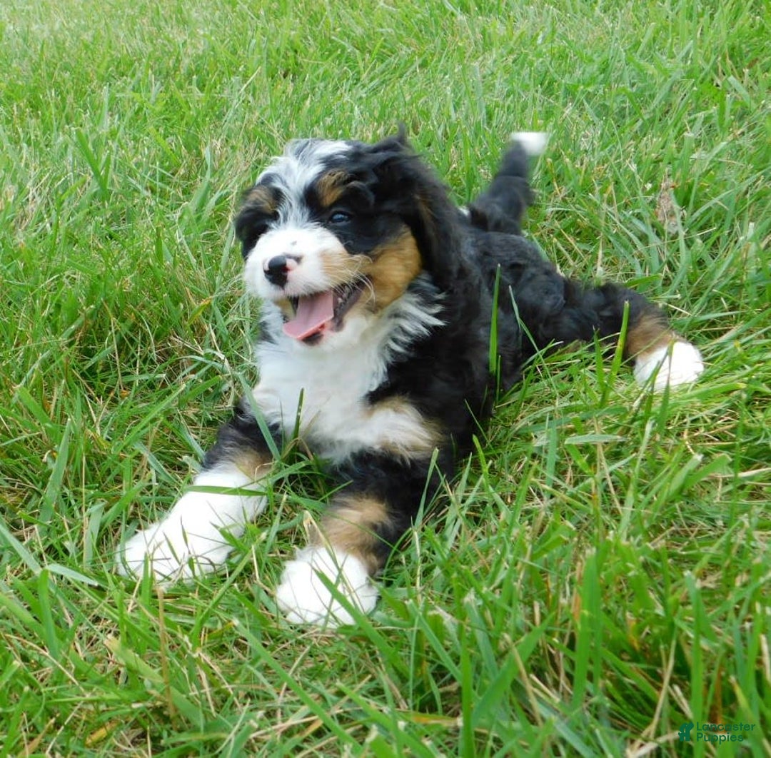 Mini Bernedoodle dogs for sale: Kelsey - Image 5