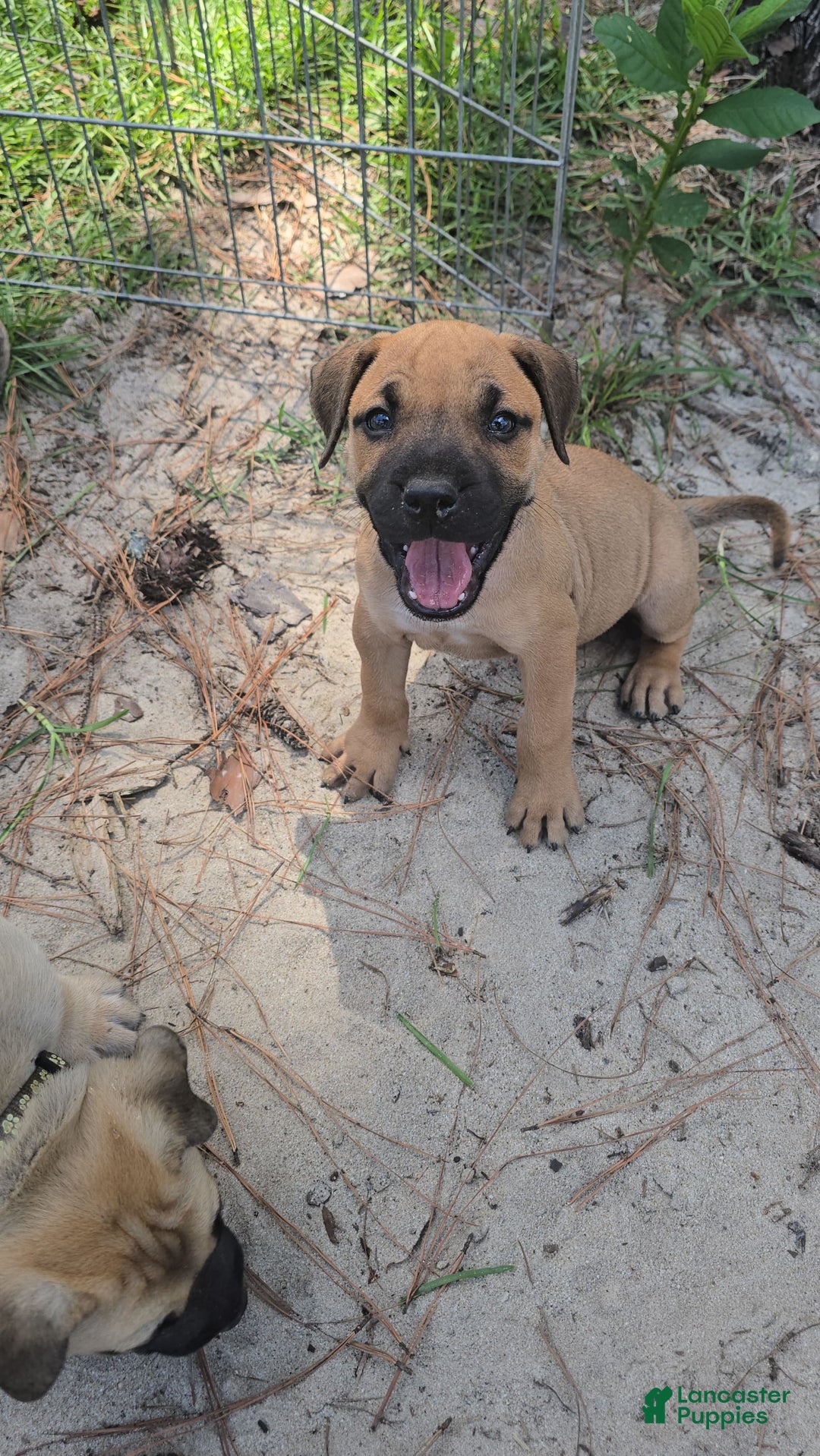 Presa Canario dogs for sale: Perro De Presa Canario - Image 2