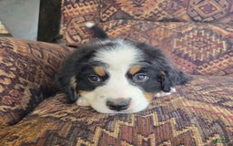 Bernese Mountain Dog dogs for sale: Taggart - Image 3