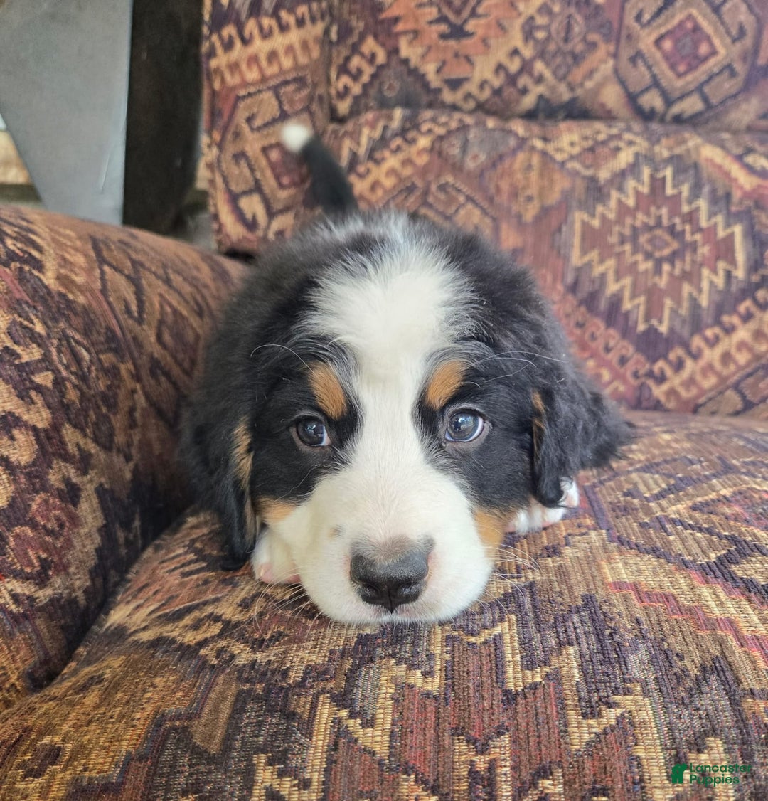 Bernese Mountain Dog dogs for sale: Taggart - Image 3
