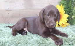 Labrador Retriever dogs for sale: Rattler - Image 3