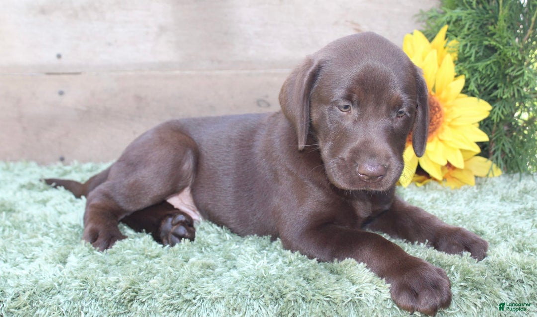 Labrador Retriever dogs for sale: Rattler - Image 3