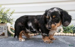Miniature Dachshund dogs for sale: Mister - Image 1