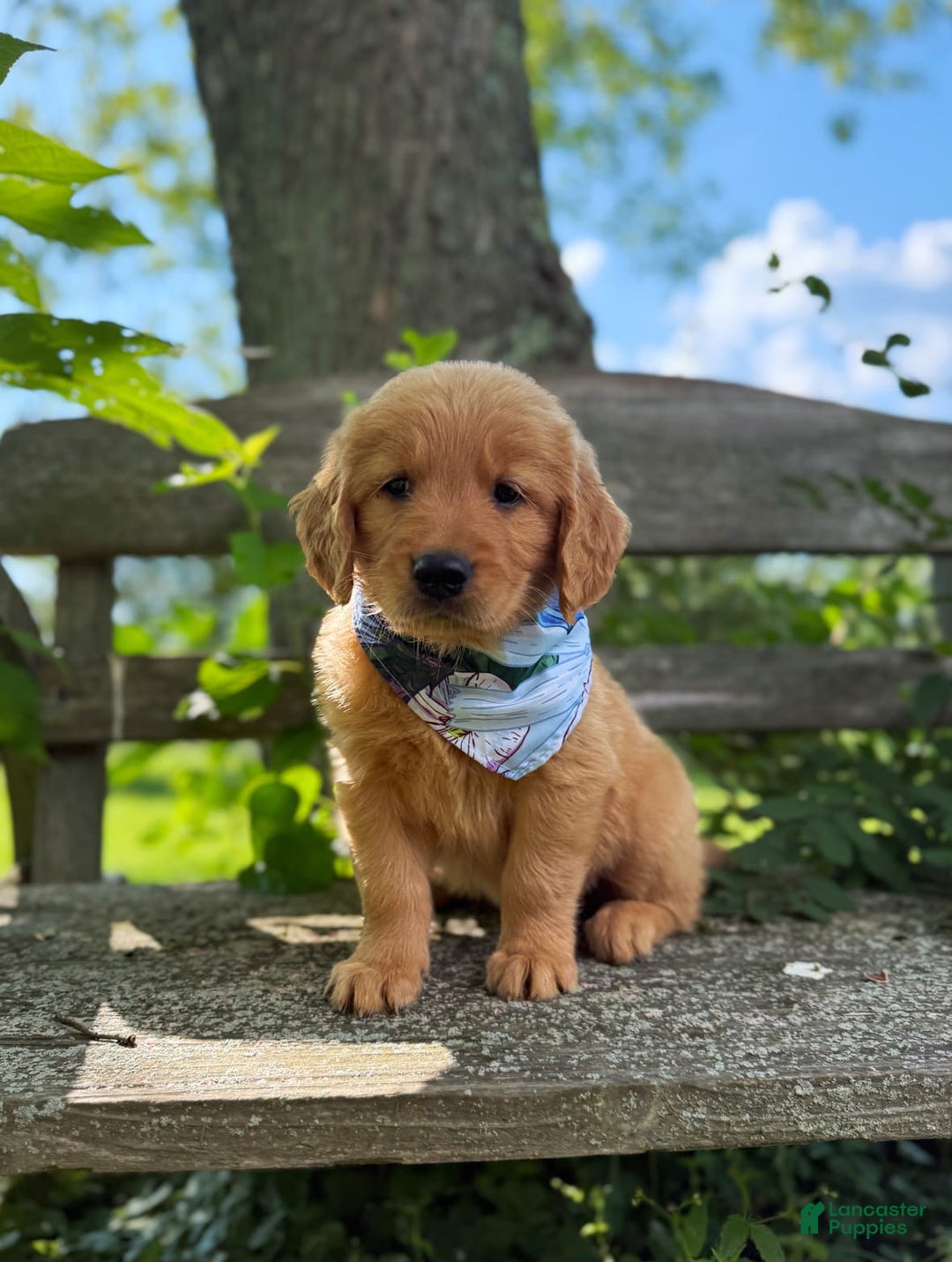 Golden Retriever dogs for sale: Spruce - Image 11