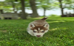 Siberian Husky dogs for sale: Jubilee - Image 7