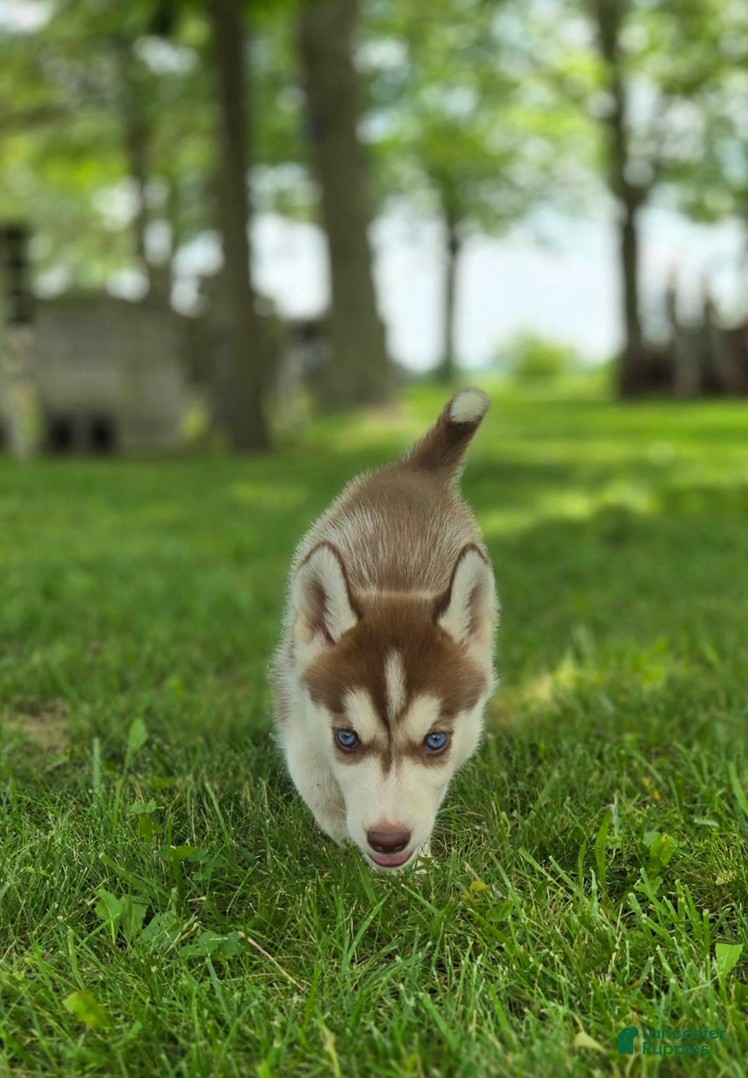 Siberian Husky dogs for sale: Jubilee - Image 7