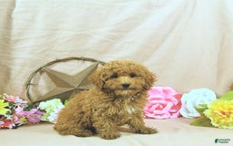 Miniature Poodle dogs for sale: Zach - Image 10