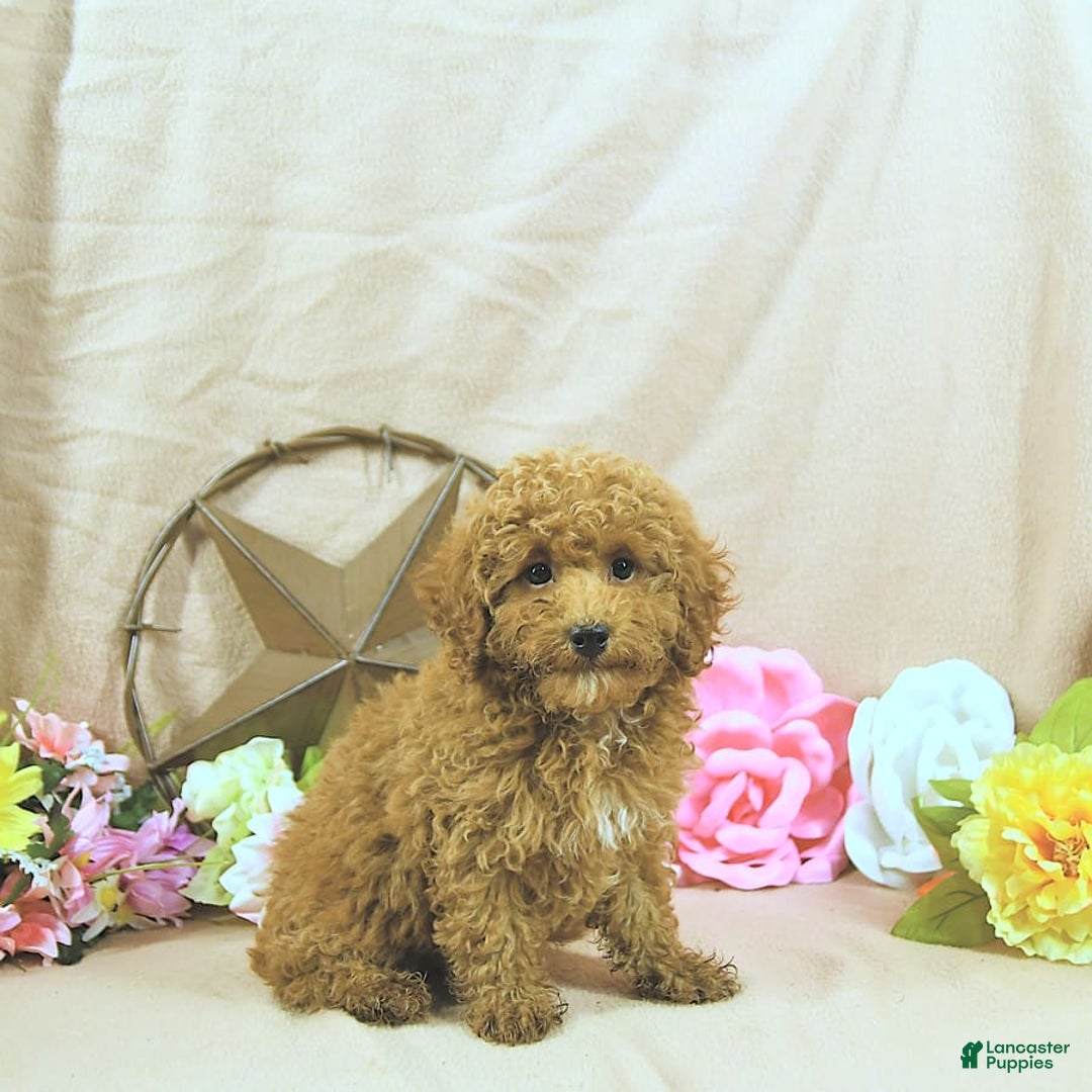 Miniature Poodle dogs for sale: Zach - Image 10
