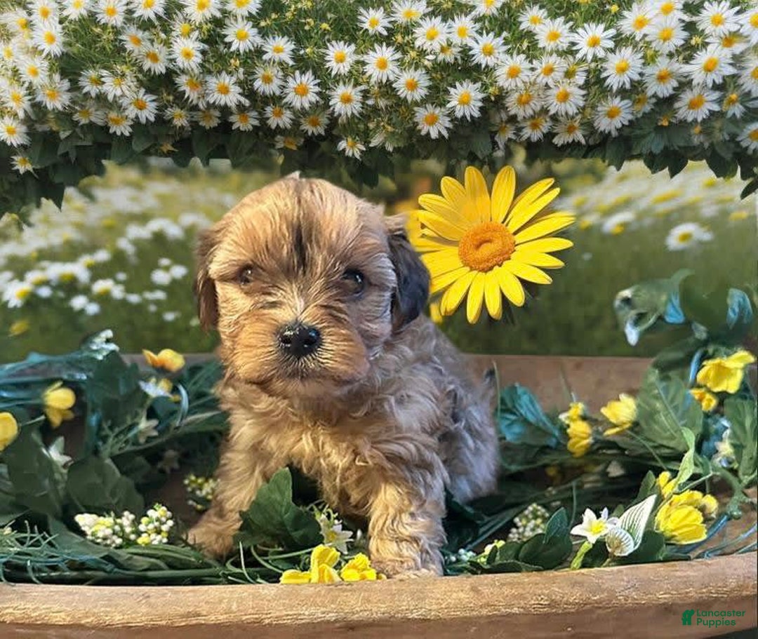 Shorkie dogs for sale: Kyland - Image 1