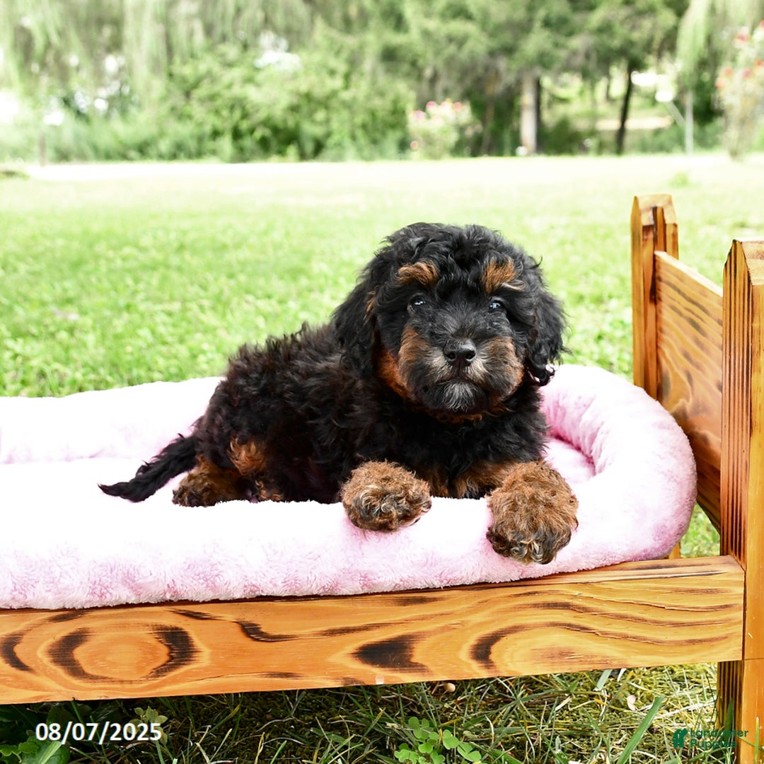 Miniature Poodle dogs for sale: Eddie - Image 3