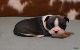 French Bulldog dogs for sale: SETH BRINDLE - Image 1
