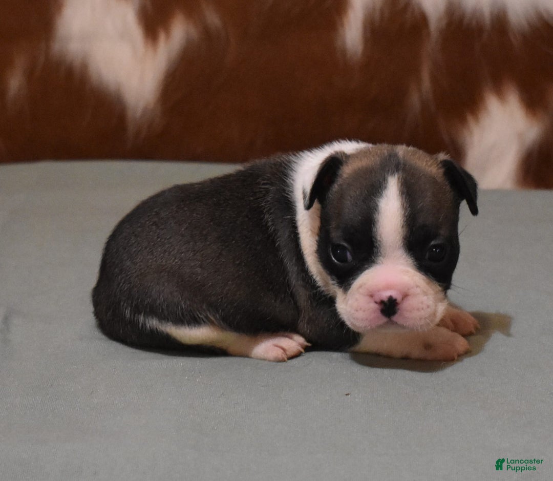 French Bulldog dogs for sale: SETH BRINDLE - Image 1