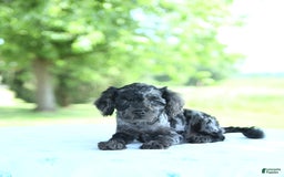Toy Poodle dogs for sale: Sparkle - Image 4