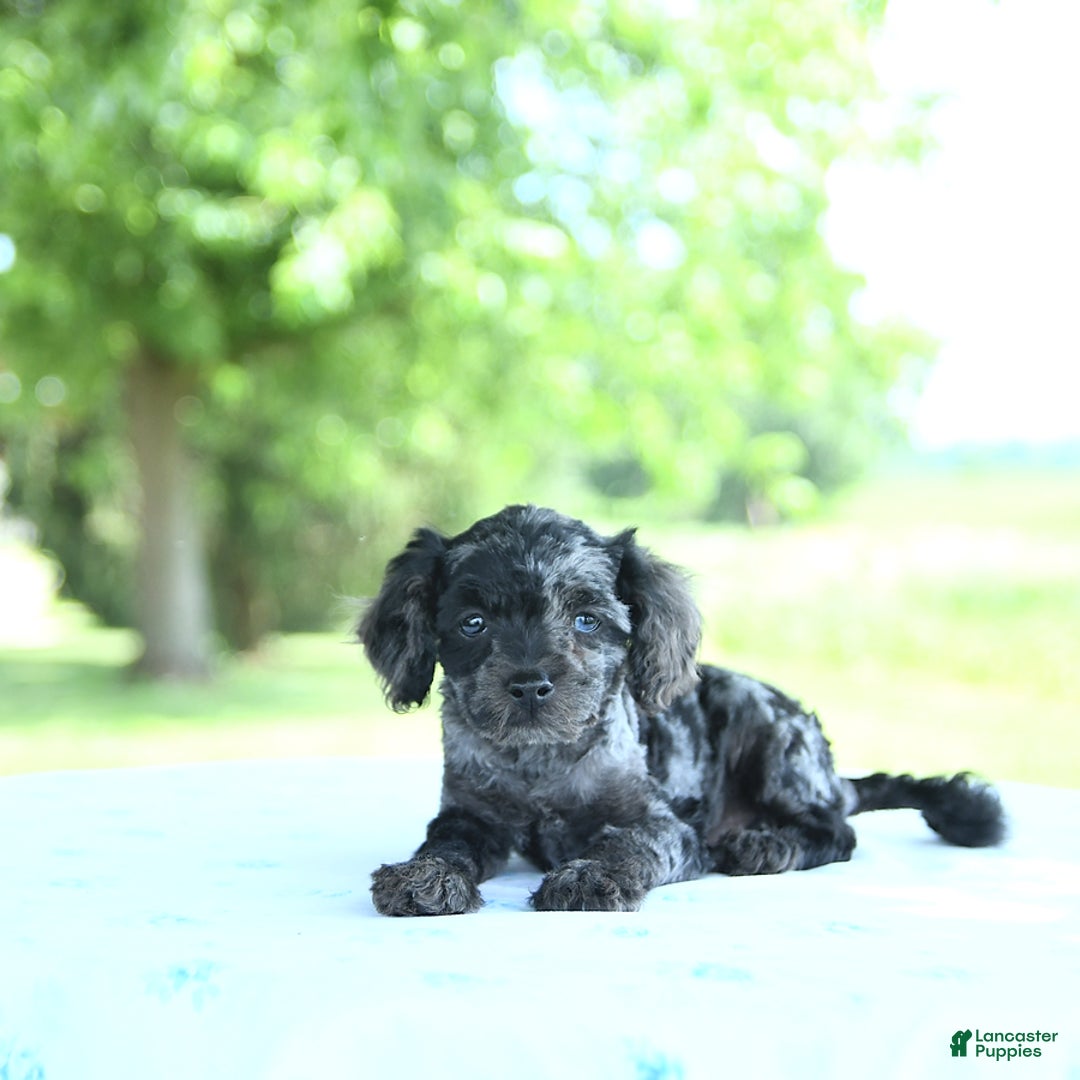 Toy Poodle dogs for sale: Sparkle - Image 4
