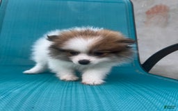 Pomeranian dogs for sale: Rollie - Image 4