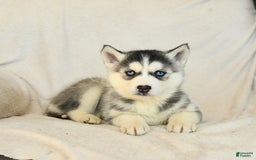 Siberian Husky dogs for sale: Jemma - Image 8