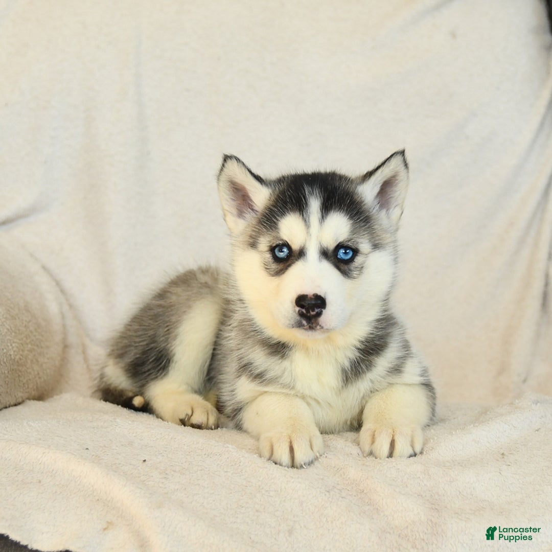 Siberian Husky dogs for sale: Jemma - Image 8