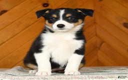 Australian Shepherd dogs for sale: Abby - Image 1