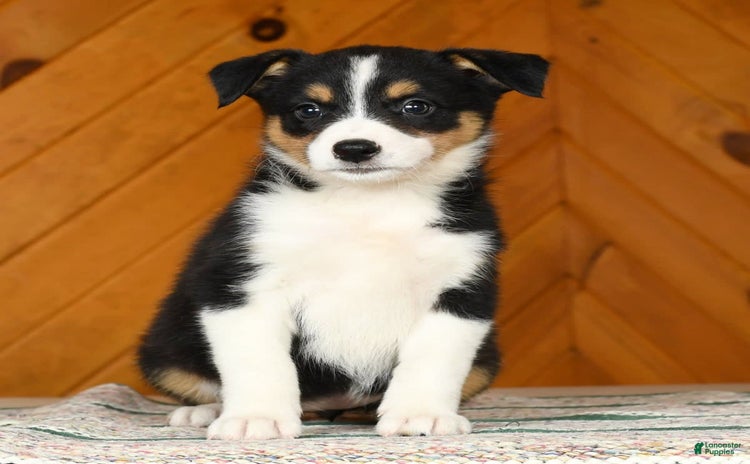 Australian Shepherd dogs for sale - Ad 1