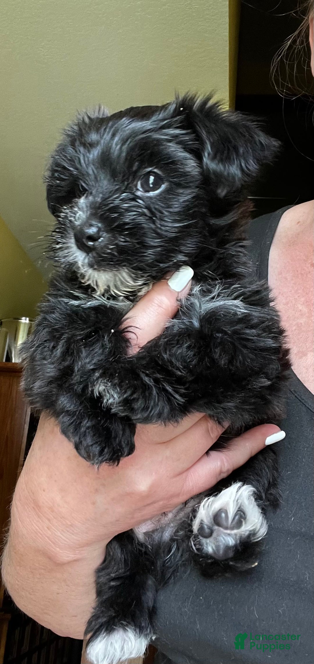 Morkie dogs for sale: Mr. Sleepy - Image 14