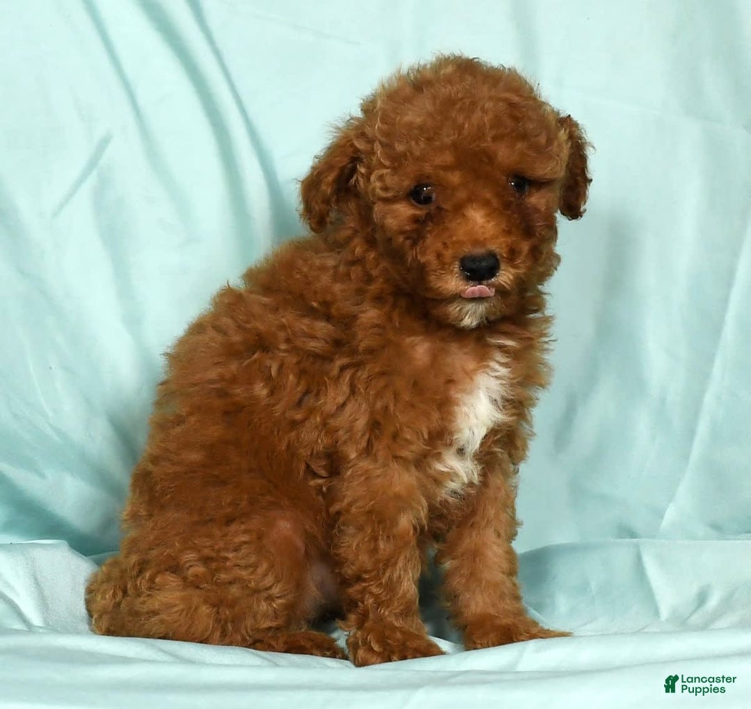 Mini Goldendoodle dogs for sale: Diva - Image 7
