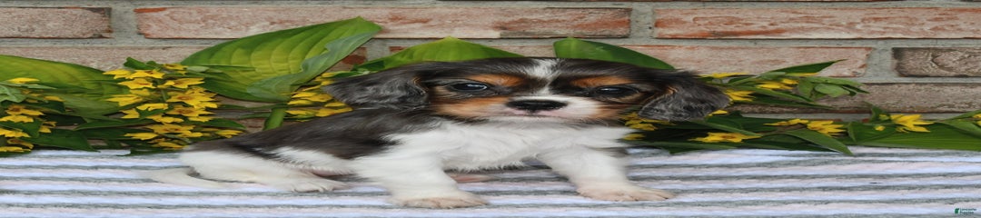 Daisy