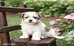 Morkie dogs for sale: Minnie - Image 4