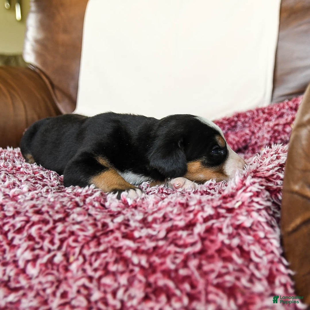 Greater Swiss Mountain Dog dogs for sale: Georgia - Image 1