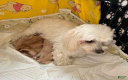 Maltipoo dogs for sale: Sally - Image 5