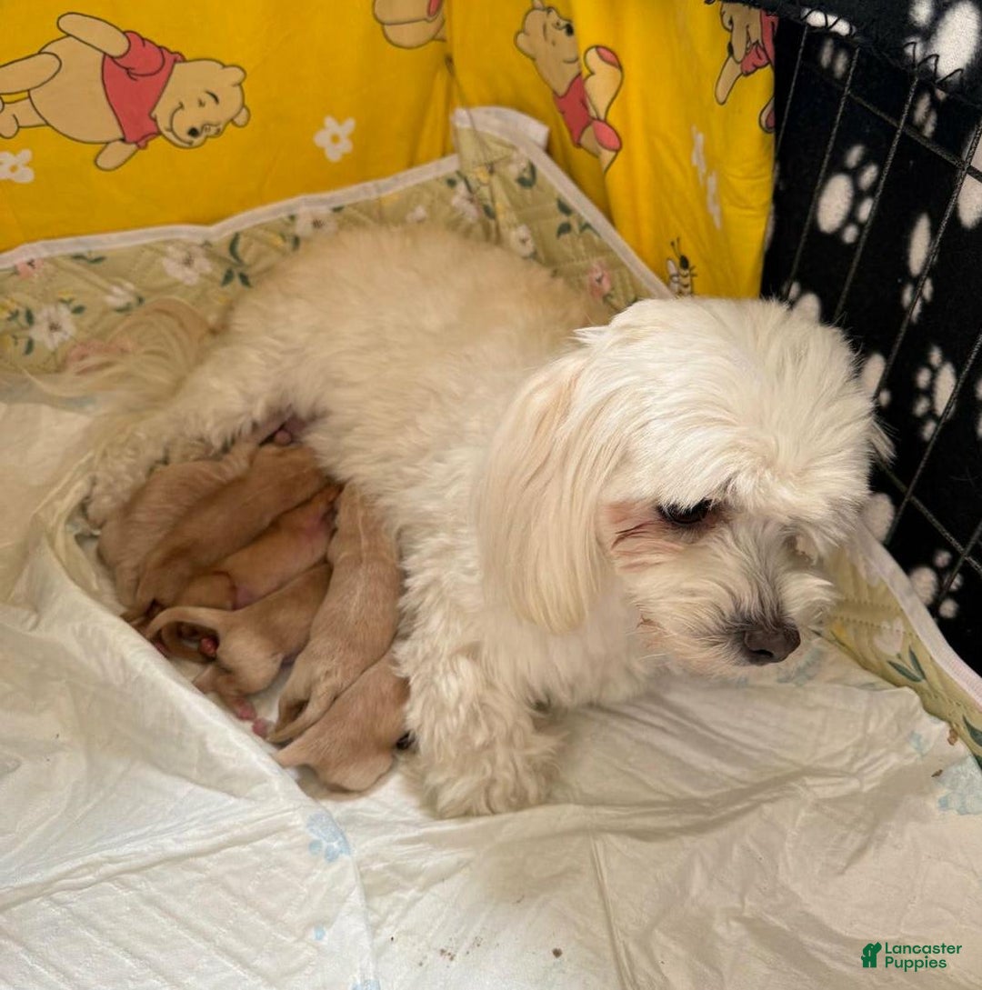 Maltipoo dogs for sale: Sally - Image 5