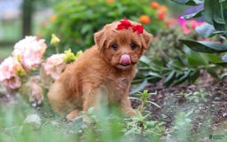 Maltipoo dogs for sale: Sophie - Image 2
