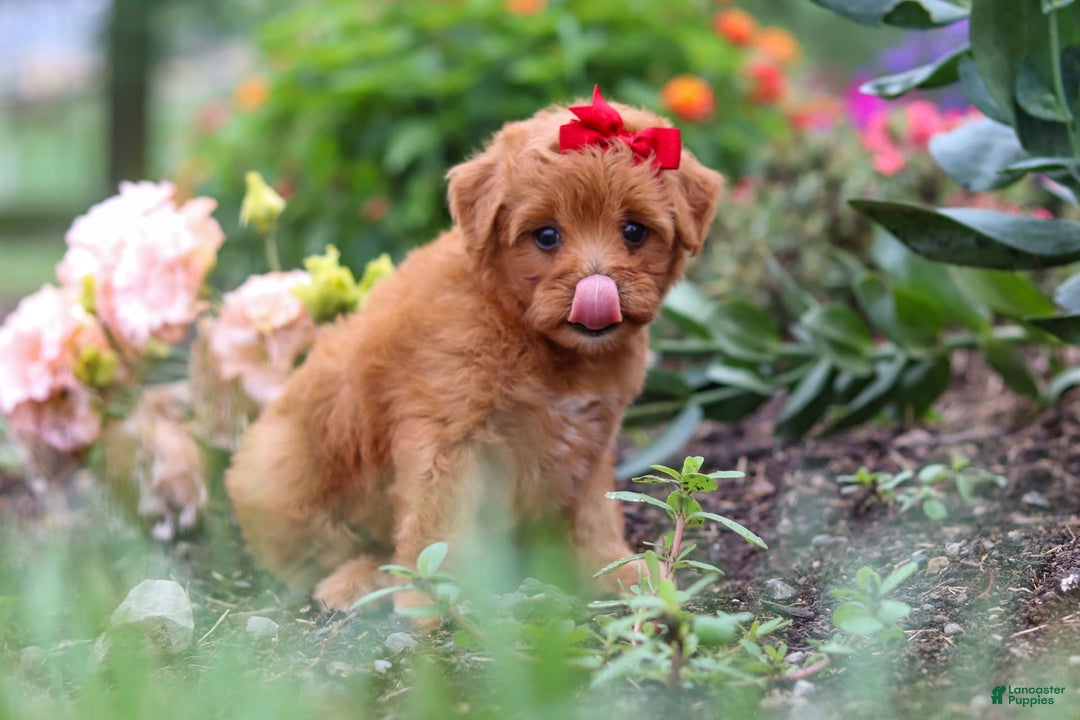 Maltipoo dogs for sale: Sophie - Image 2