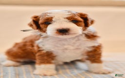 Goldendoodle dogs for sale: Denali - Image 5