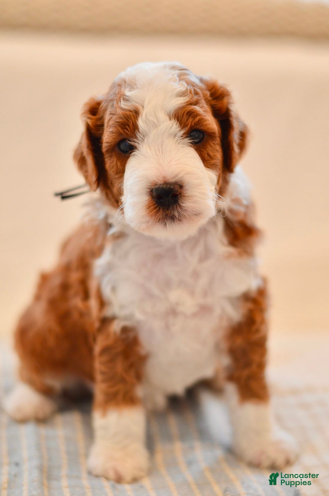 Goldendoodle dogs for sale: Denali - Image 5