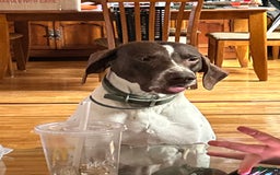 German Shorthaired Pointer dogs for sale: Black - Image 9