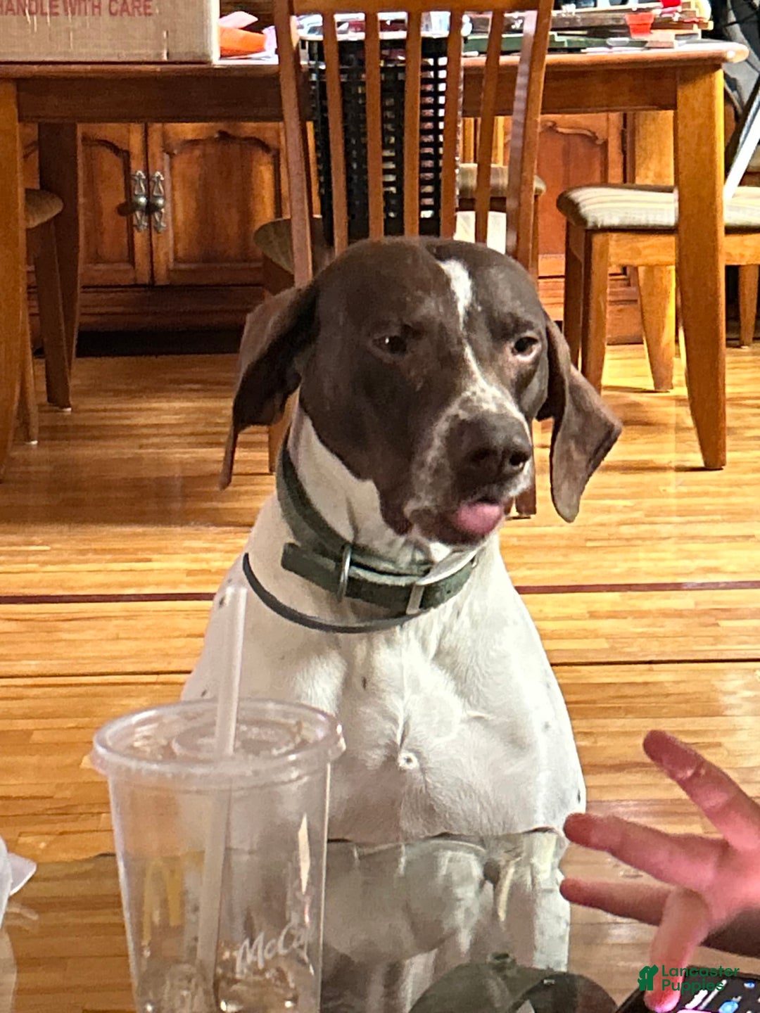 German Shorthaired Pointer dogs for sale: Black - Image 9