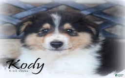 categoriesInfo:categoryAttributeOptions.pets.dogs.breed.roughCollie dogs for sale: Kody - Image 2