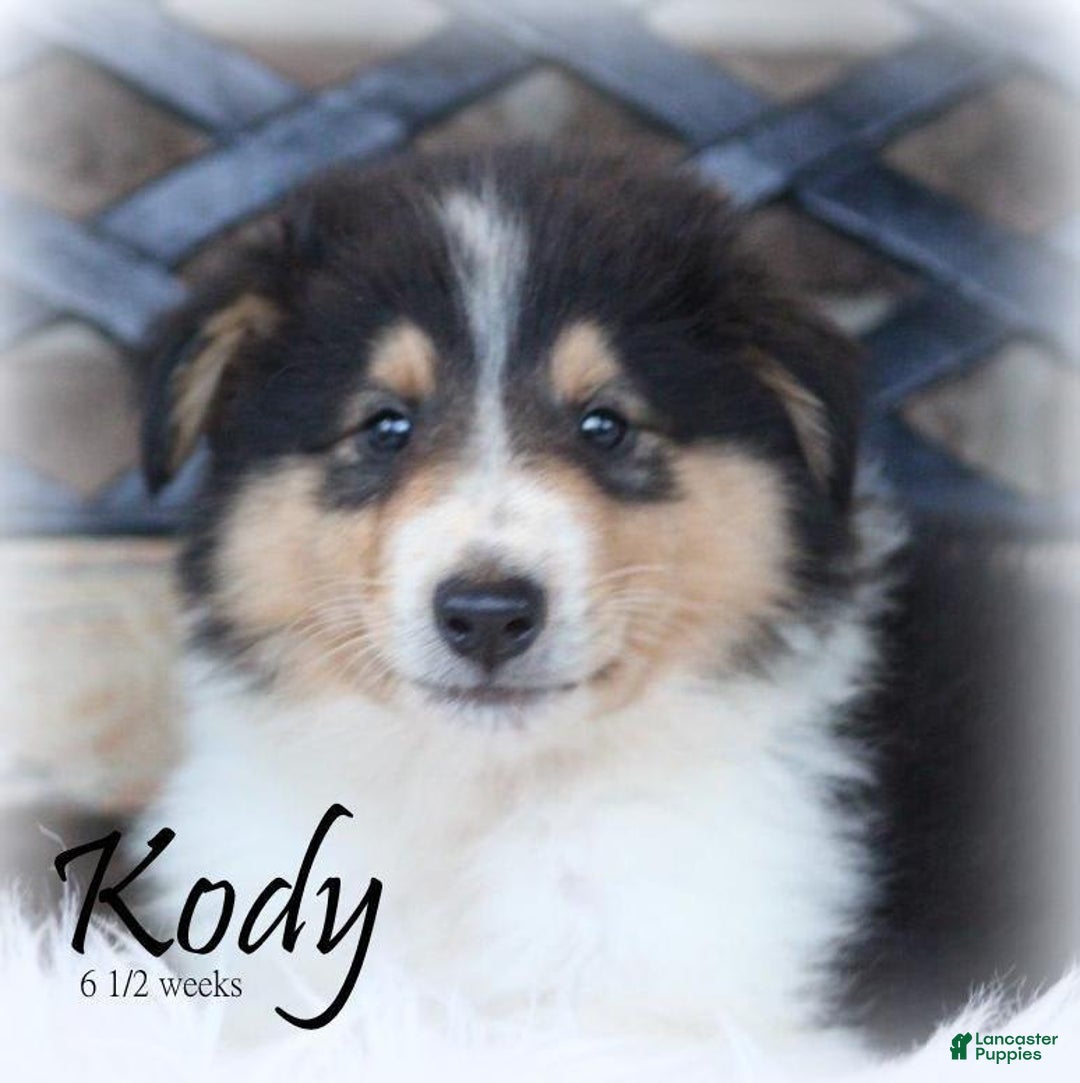categoriesInfo:categoryAttributeOptions.pets.dogs.breed.roughCollie dogs for sale: Kody - Image 2