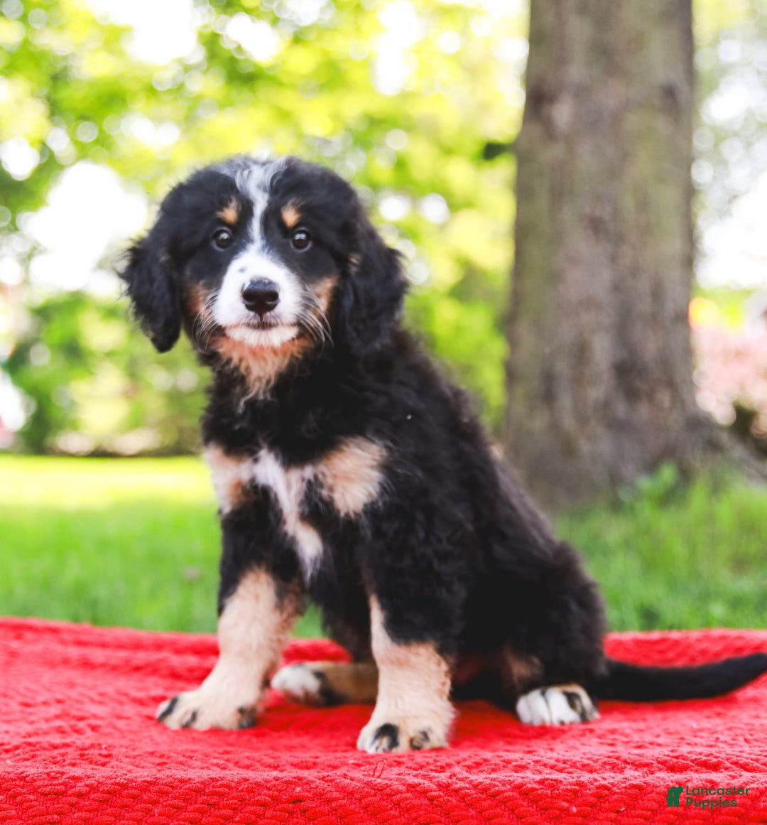 Mini Bernedoodle dogs for sale: Selah - Image 7