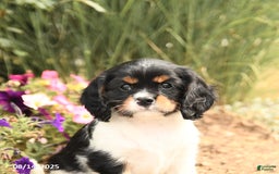 Cavalier King Charles Spaniel dogs for sale: Dexter - Image 4