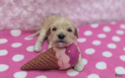 Cockapoo dogs for sale: Nadine - Image 8